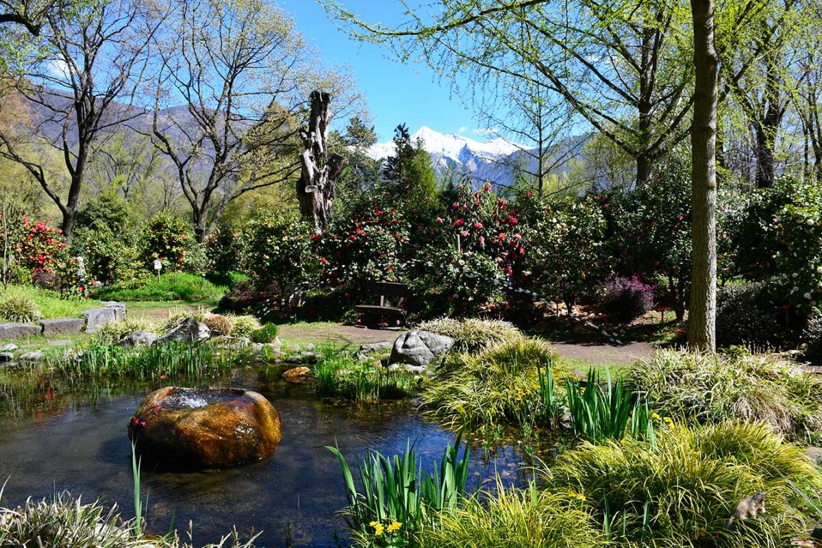 Parco de camelie